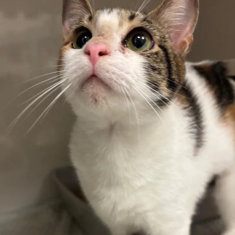 A young medium-sized female White Domestic Short Hair cat named Montclair for adoption in Redwood City, CA