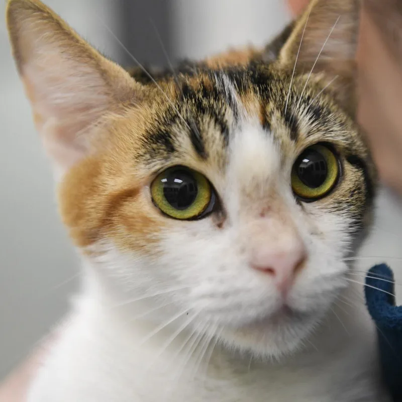 Montclair thumbnail 2