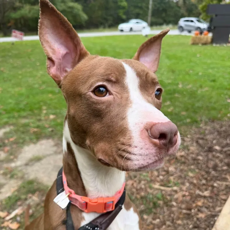 A young medium-sized male Mixed Breed dog named Crush for adoption in Warren, OH