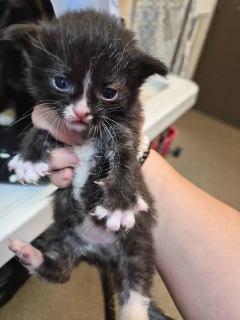 A baby medium-sized female Domestic Short Hair cat named Tempurrary Associate for adoption in Rome, GA