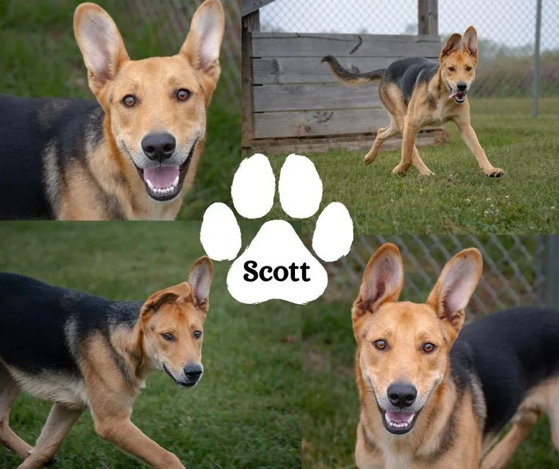 Scott