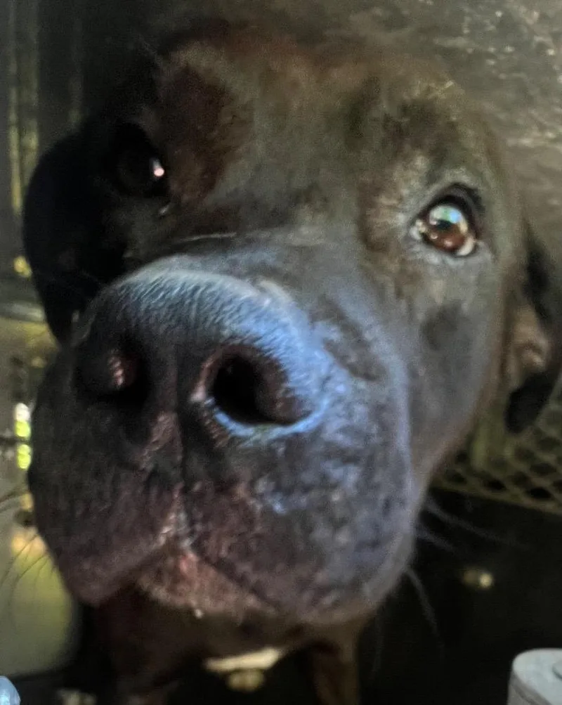 A young large-sized male Mixed Breed dog named Sweet Iced Tea for adoption in Rome, GA