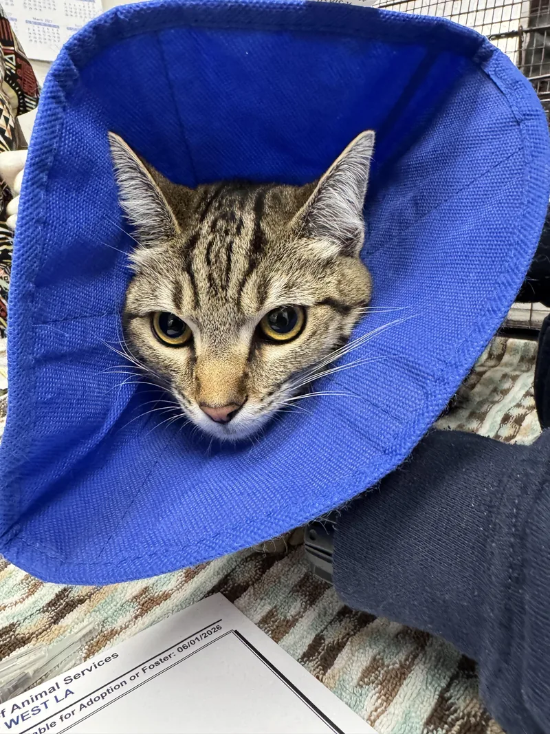 A young small-sized female Domestic Short Hair cat named Zsa Zsa for adoption in Los Angeles, CA