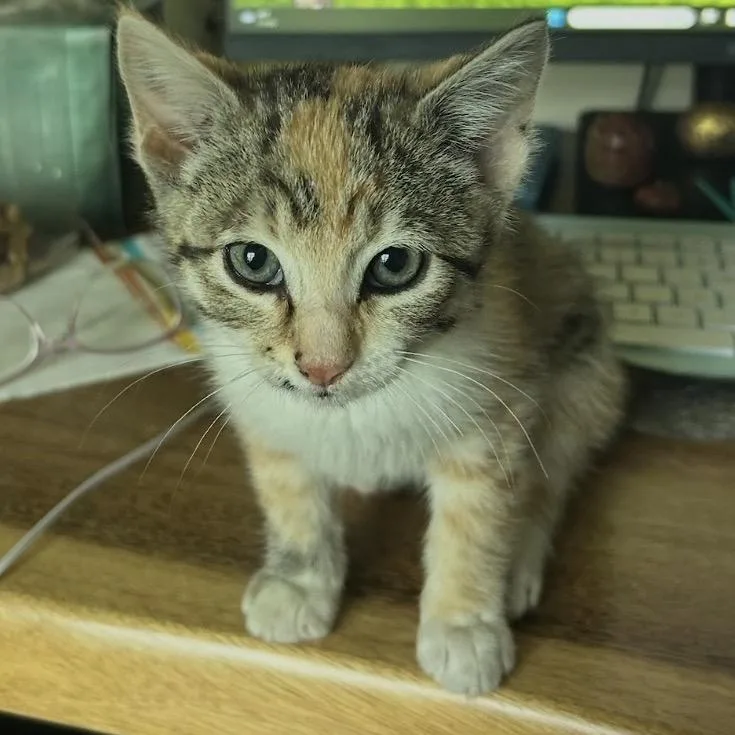 Priscilla