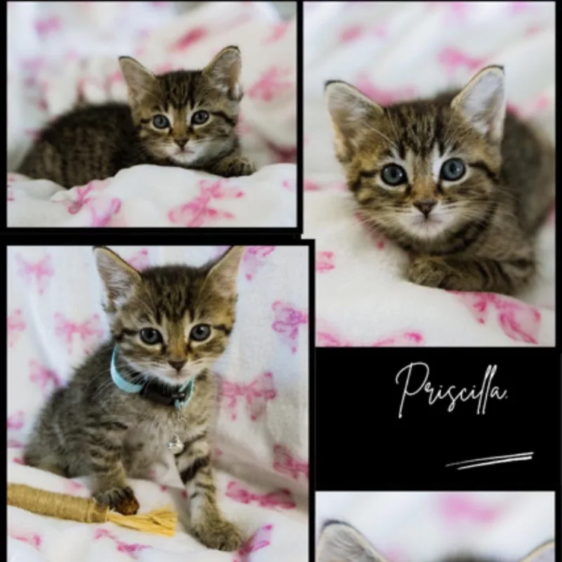 Priscilla thumbnail 2