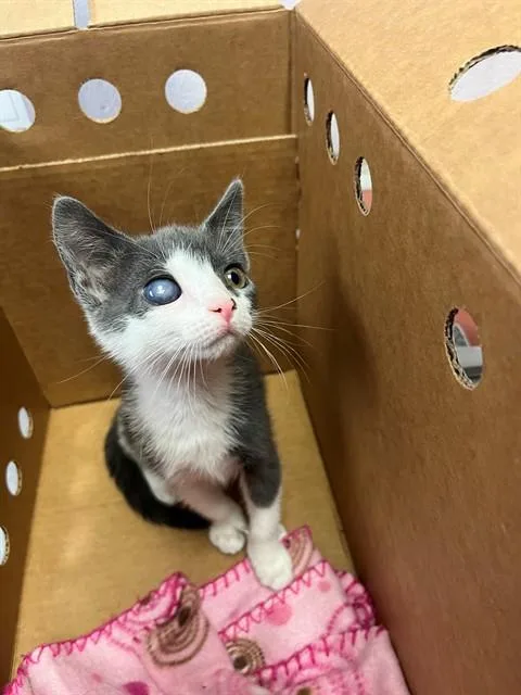 A baby small-sized female Domestic Short Hair cat named Deborah for adoption in Jacksonville, FL