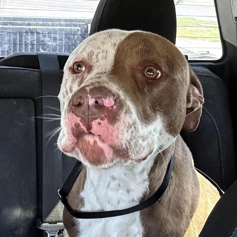 An adult medium-sized male Brown / Chocolate Pit Bull Terrier dog named Freckles for adoption in Midland, TX