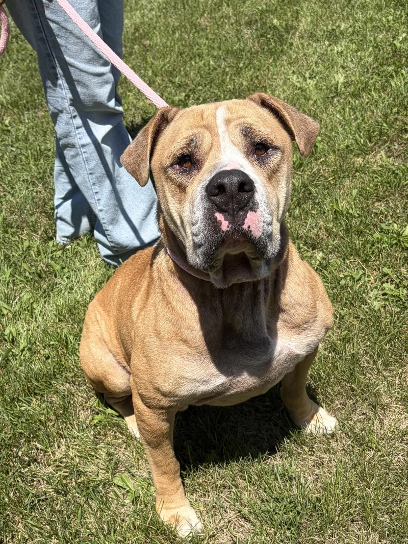 A senior large-sized male Yellow / Tan / Blond / Fawn Boxer dog named Moose for adoption in Winchester, VA
