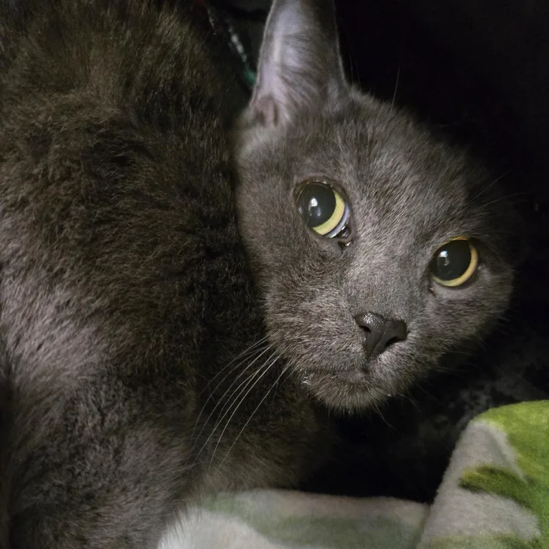 A senior large-sized male Gray / Blue / Silver Domestic Short Hair cat named Salem for adoption in East Smithfield , PA