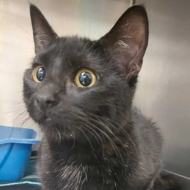 A young medium-sized female Domestic Medium Hair cat named Oreo for adoption in Perkiomenville, PA