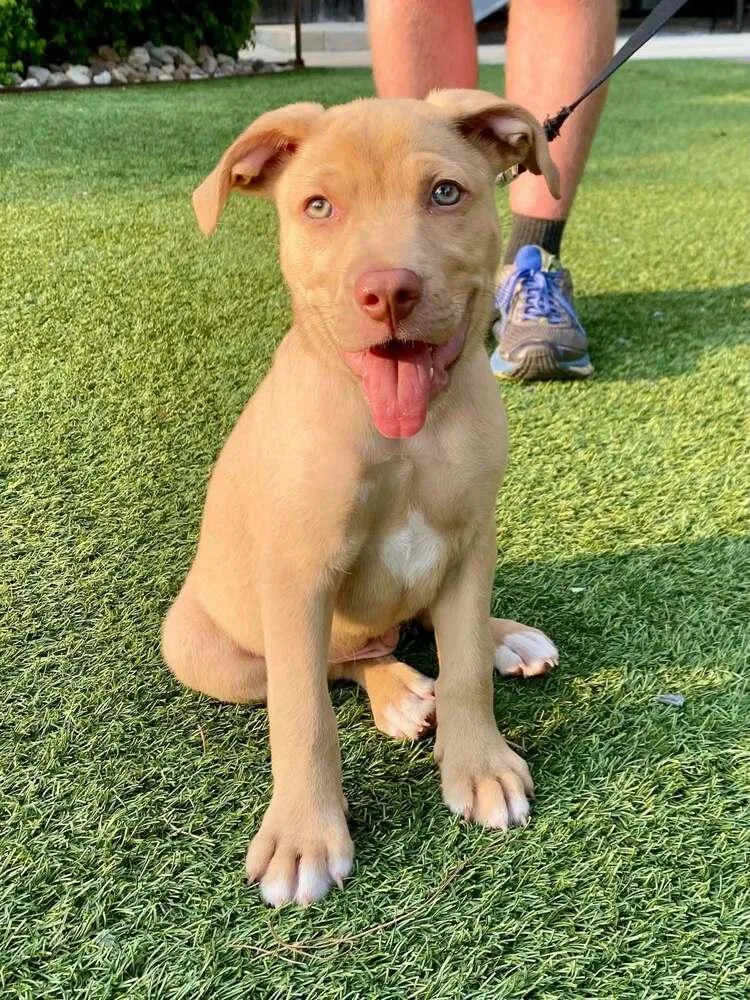 A baby small-sized male Brown / Chocolate Collie dog named Camembert for adoption in Milton, DE