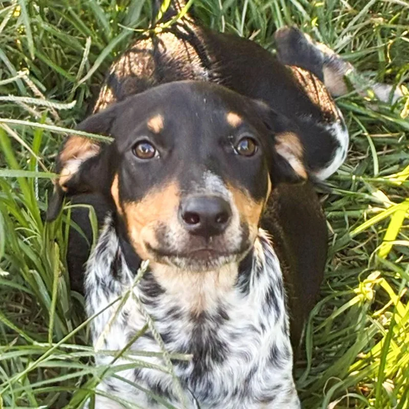 A baby medium-sized female Tricolor (Brown, Black, & White) Hound dog named Beatrix for adoption in Albany, NY