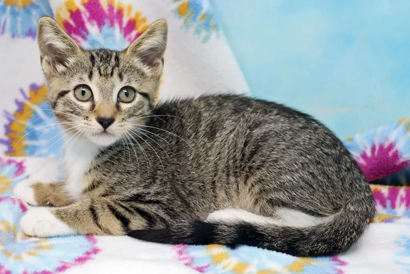 A baby medium-sized male Tabby (Brown / Chocolate) Domestic Short Hair cat named Yuri for adoption in Tierra Verde, FL