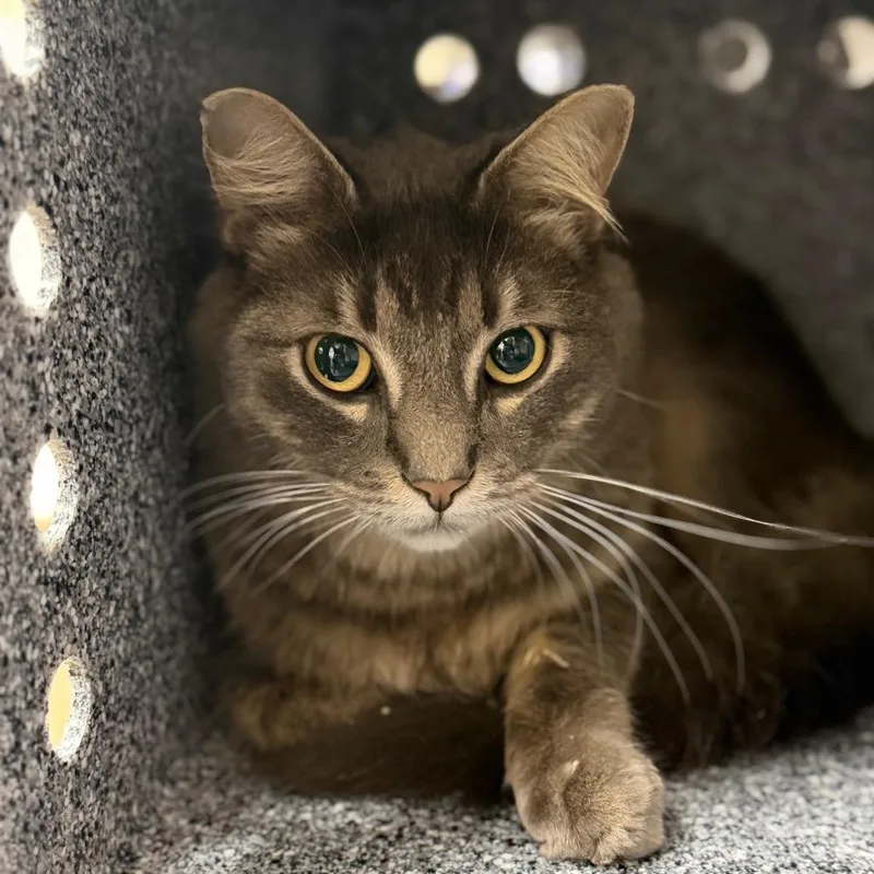 An adult large-sized female Gray / Blue / Silver Domestic Short Hair cat named Sage for adoption in League City, TX