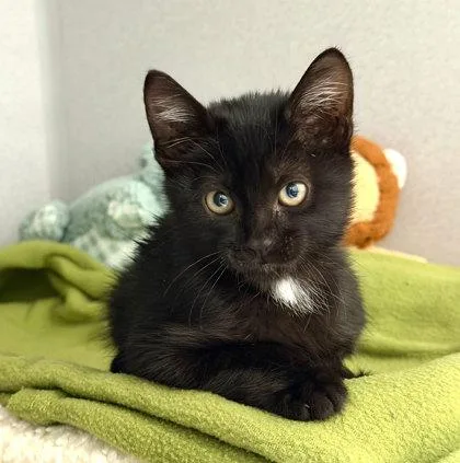 A baby small-sized male Domestic Short Hair cat named Echo for adoption in Sacramento, CA