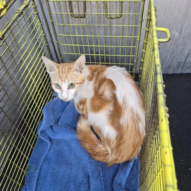 A baby small-sized male Domestic Short Hair cat named Martin for adoption in San Antonio, TX