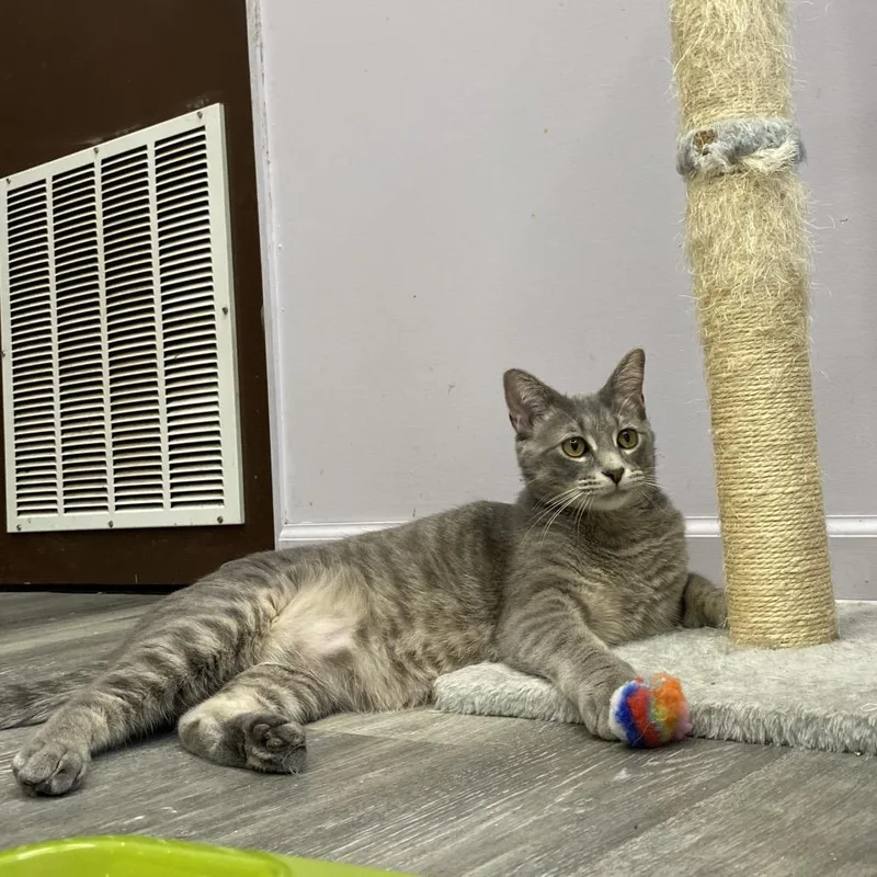A young small-sized male Gray / Blue / Silver Domestic Short Hair cat named Tyrone for adoption in Union, MO