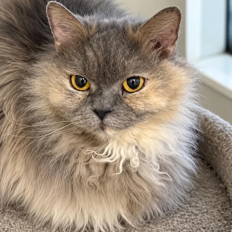 An adult medium-sized female Dilute Tortoiseshell Selkirk Rex cat named Squiggles for adoption in Fresno, CA