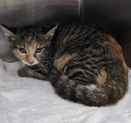A baby small-sized female Domestic Short Hair cat named Luna for adoption in Gainesville, FL