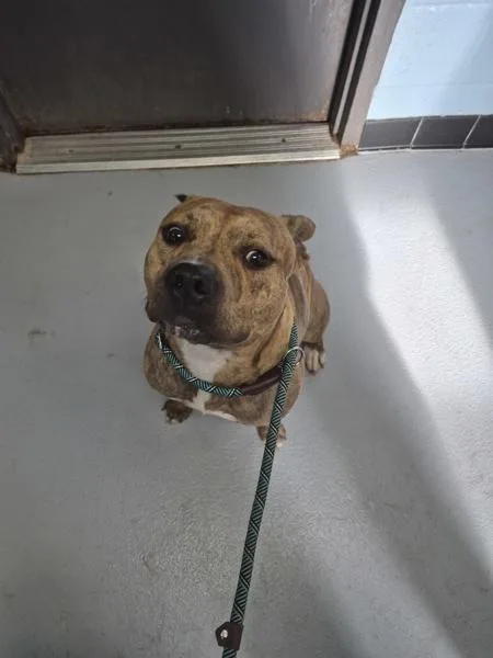 A young medium-sized male Pit Bull Terrier dog named Ic for adoption in Lawrenceville, GA