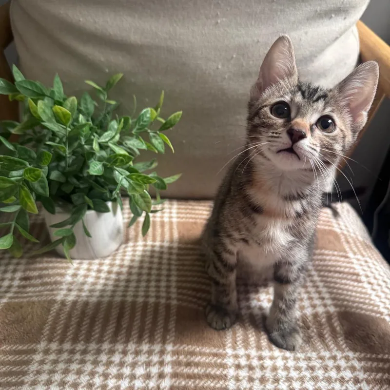 A baby small-sized female Brown / Chocolate Domestic Short Hair cat named Daphne for adoption in Brownsboro, AL