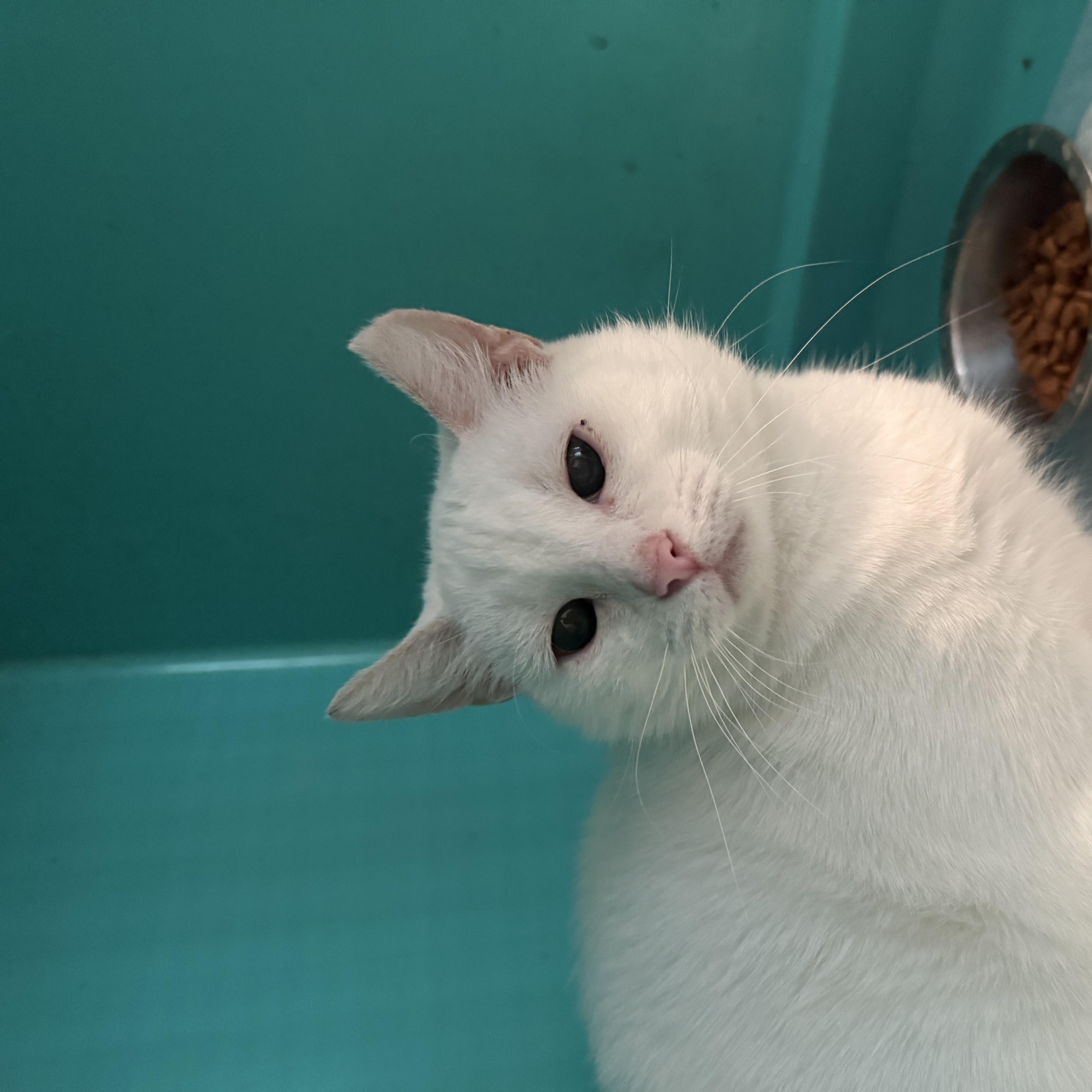 Zayna ORT thumbnail 5