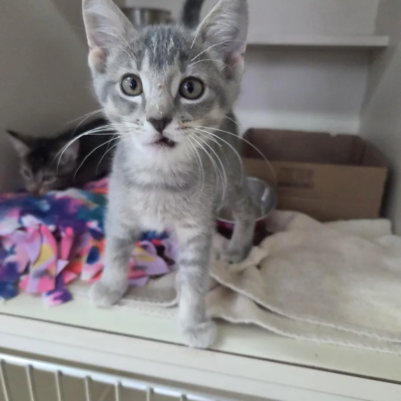 A young medium-sized female Tabby (Gray / Blue / Silver) Domestic Short Hair cat named Lunate for adoption in Brookings, SD
