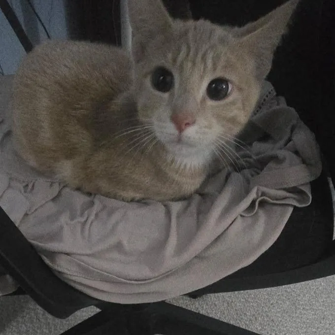 A baby small-sized female Buff / Tan / Fawn Domestic Short Hair cat named Louise for adoption in Oakton, VA