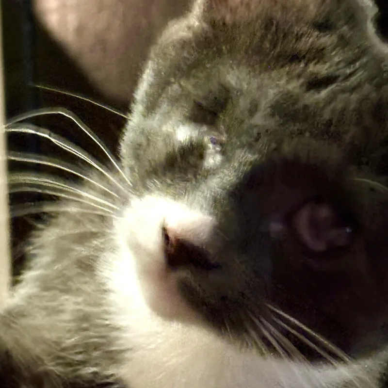 A baby medium-sized female Gray & White Tuxedo cat named Leela Limited Vision for adoption in Hoquiam, WA