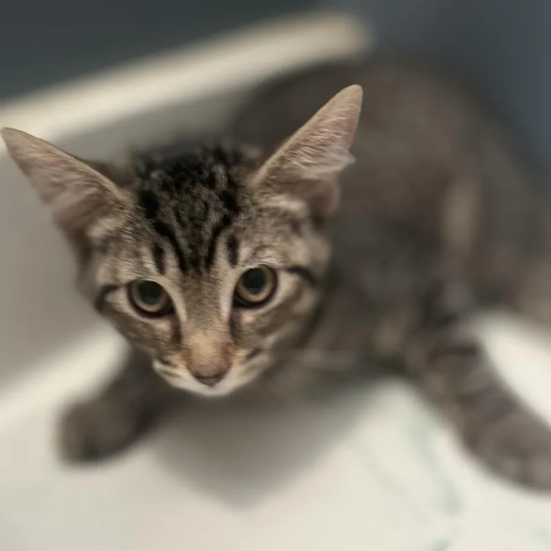 A baby small-sized female Brown / Chocolate Domestic Short Hair cat named Mimi for adoption in Philadelphia, PA