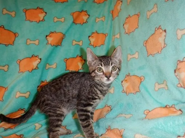 A baby small-sized female Domestic Short Hair cat named Tabasco for adoption in San Jose, CA