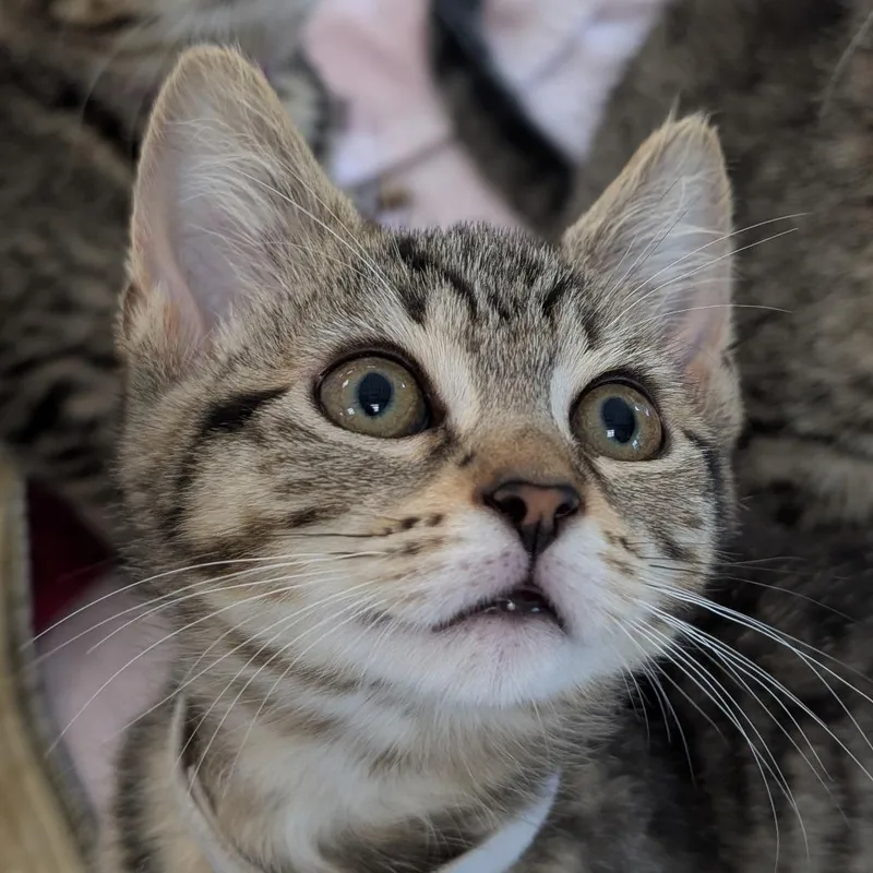 A baby small-sized female Brown / Chocolate Domestic Short Hair cat named Mittens for adoption in Thomaston, ME