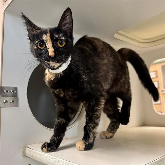 A young small-sized female Domestic Short Hair cat named Pumpkin for adoption in Riverside, CA