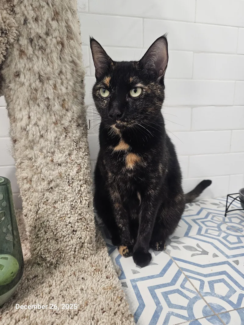 Puttanesca thumbnail 3