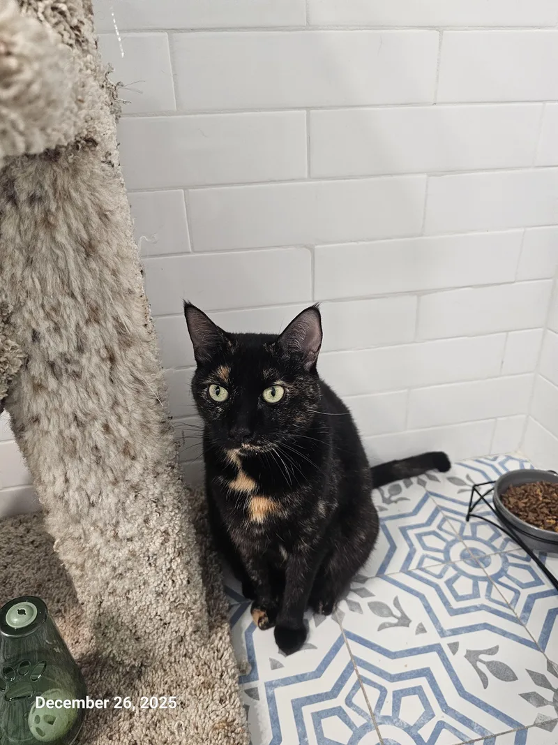 Puttanesca thumbnail 4