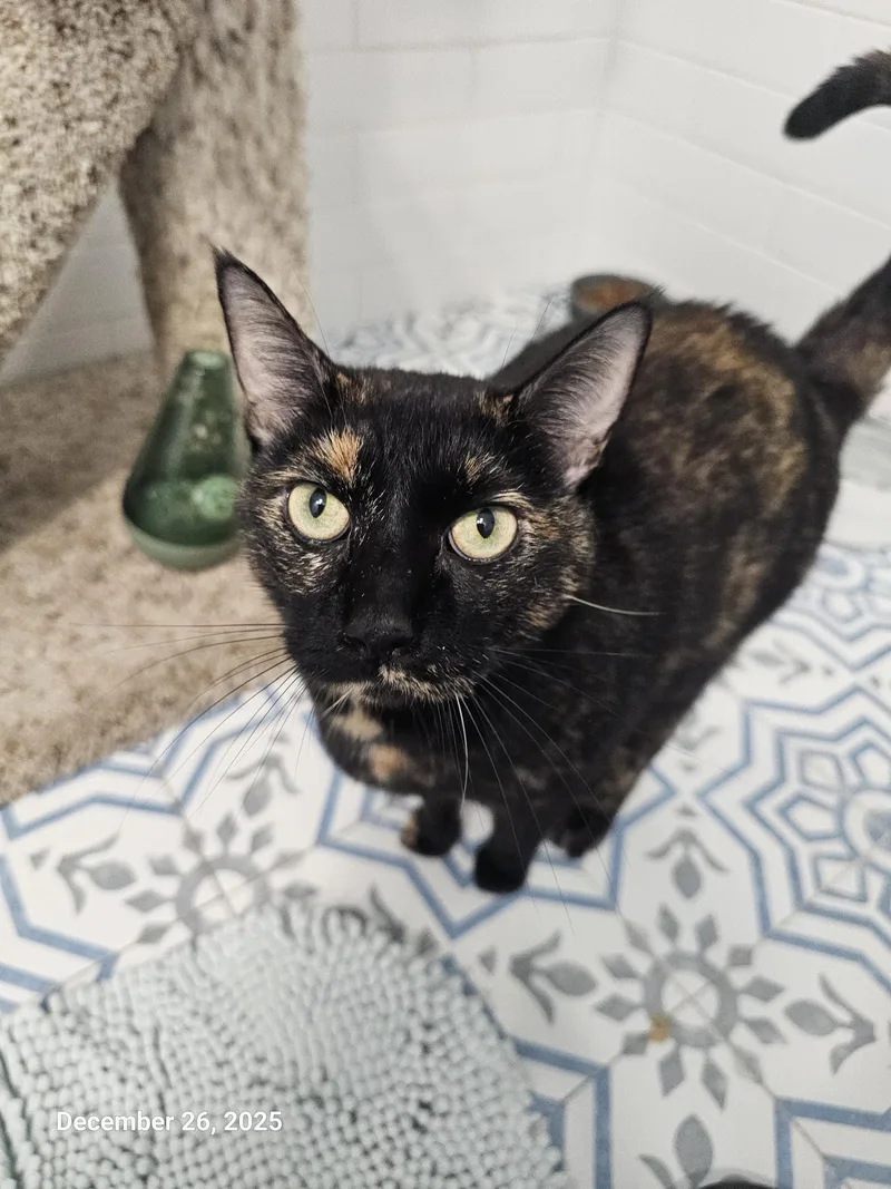 Puttanesca thumbnail 5