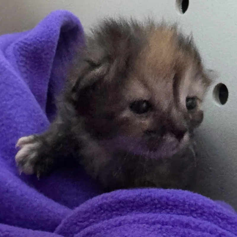 A baby small-sized female Black Domestic Short Hair cat named Cokapi Wkh for adoption in Independence, MO