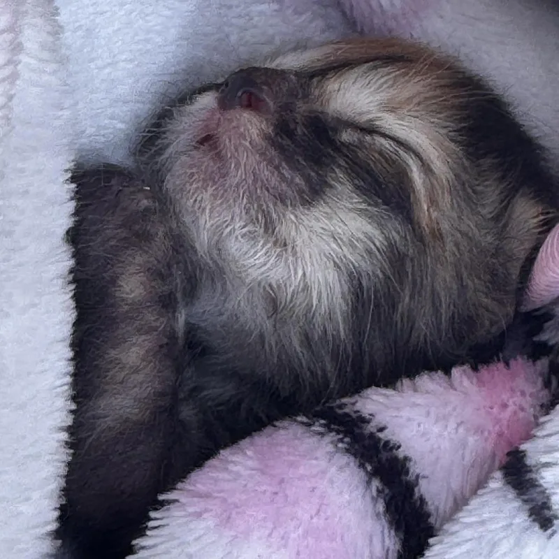 Cokapi Wkh thumbnail 2