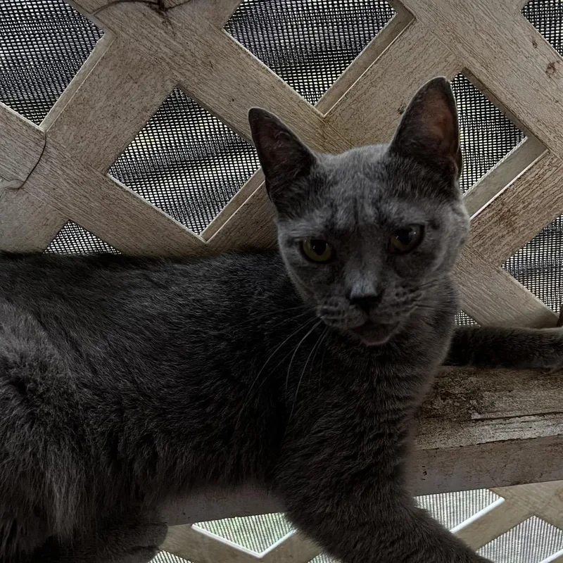 A senior medium-sized female Gray / Blue / Silver Domestic Short Hair cat named Gracie for adoption in Franklin, TN
