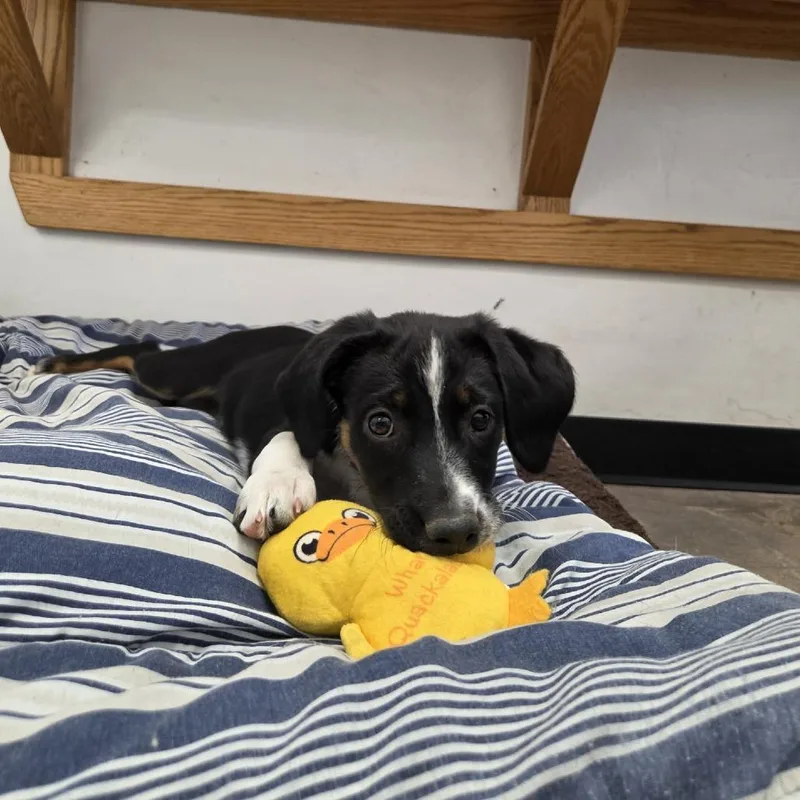 A baby medium-sized female Black Mixed Breed dog named Scrappy for adoption in Murray, UT