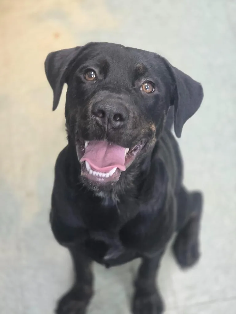 A baby medium-sized female Mixed Breed dog named Loretta for adoption in Danielsville, GA