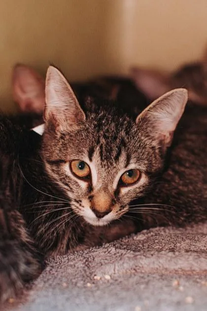 A young small-sized male Domestic Short Hair cat named A Pubert Addams for adoption in North Charleston, SC