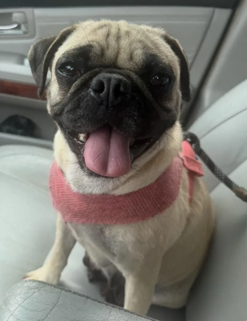 A young small-sized female Yellow / Tan / Blond / Fawn Pug dog named Camilla for adoption in Elwood, IL