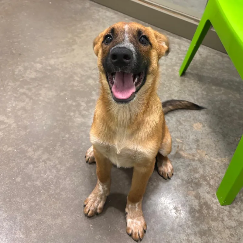 A baby medium-sized male Red / Chestnut / Orange Mixed Breed dog named Spronkle for adoption in Washington Township, OH