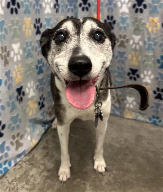 A senior medium-sized female Parson Russell Terrier dog named Little Bit for adoption in Rosenberg, TX