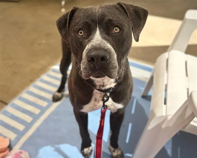 A young large-sized male Pit Bull Terrier dog named Arturo for adoption in Santa Rosa, CA