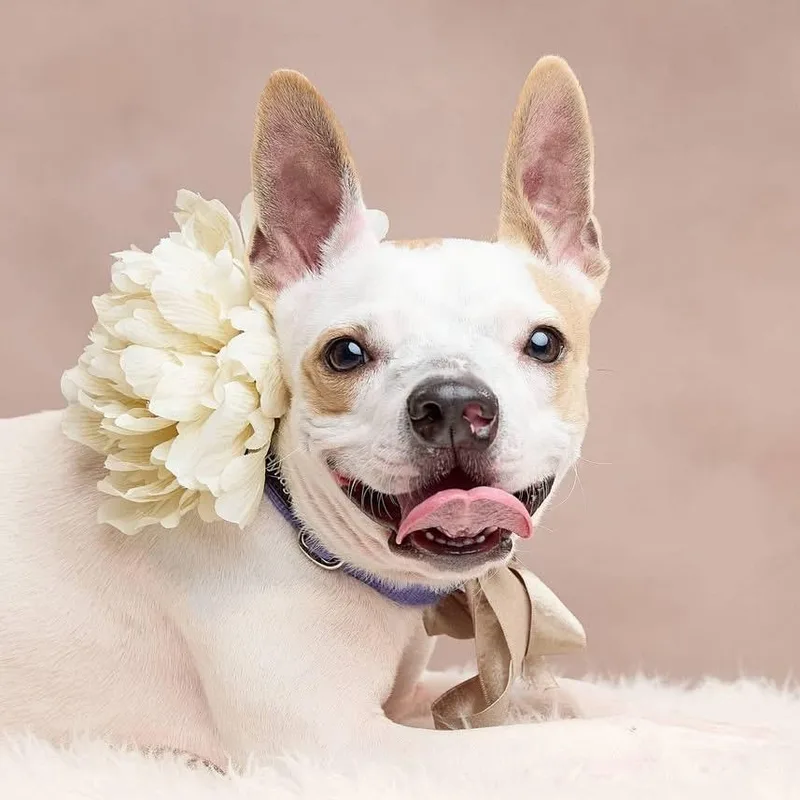 A young small-sized female White / Cream French Bulldog dog named Angel for adoption in Springfield, MO
