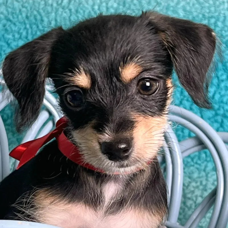 A baby small-sized male Black Chihuahua dog named Frankenstein for adoption in Boerne, TX