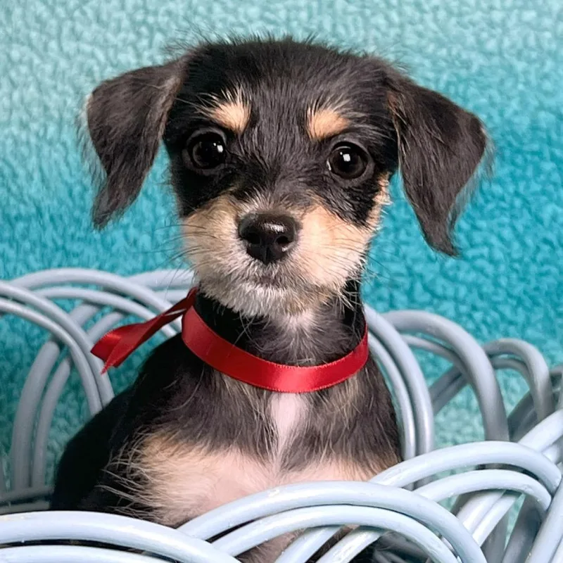 Frankenstein thumbnail 2