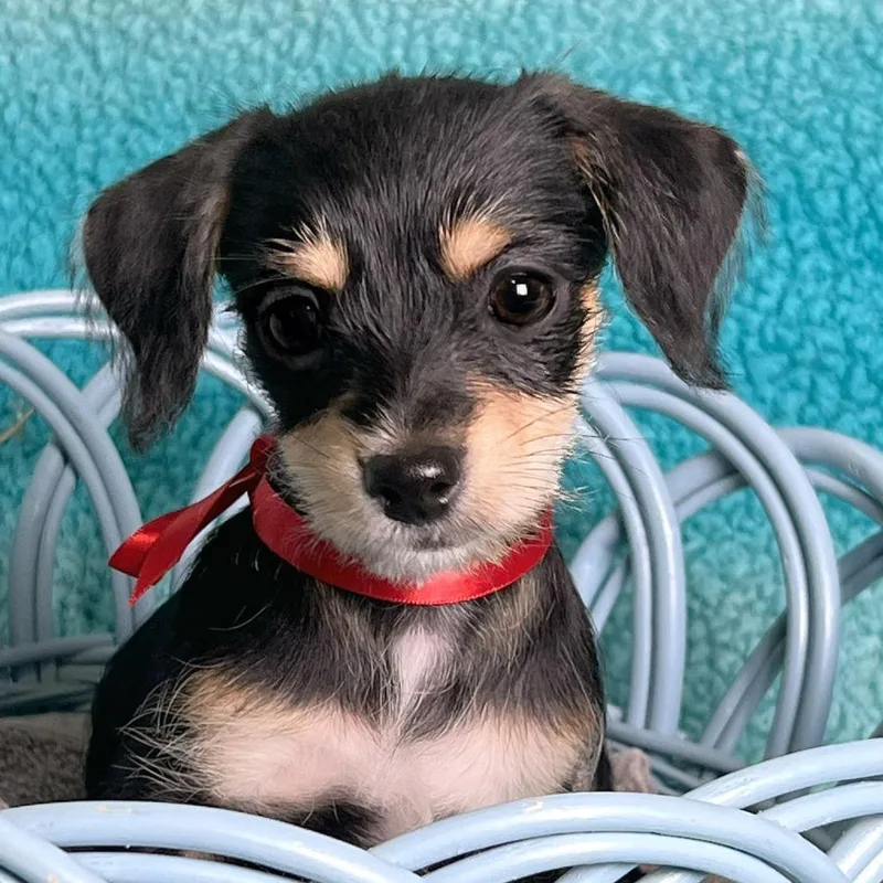 Frankenstein thumbnail 3